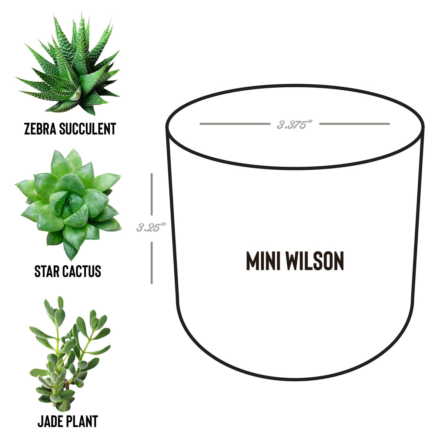 AV8R desk plant