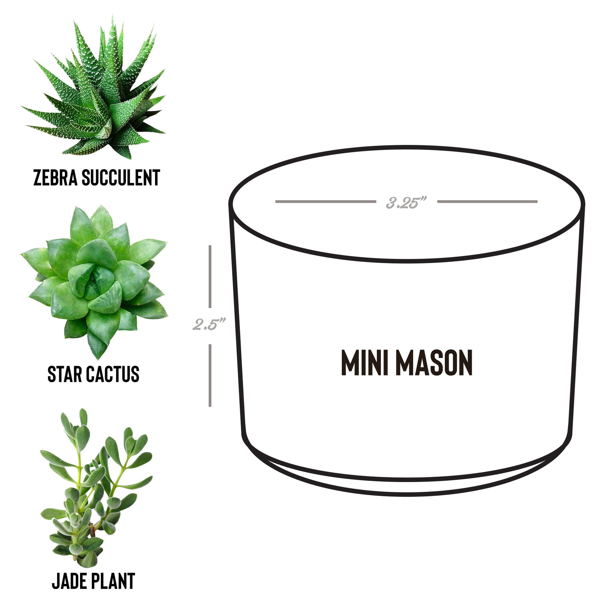 Avgas Only 100LL desk plant