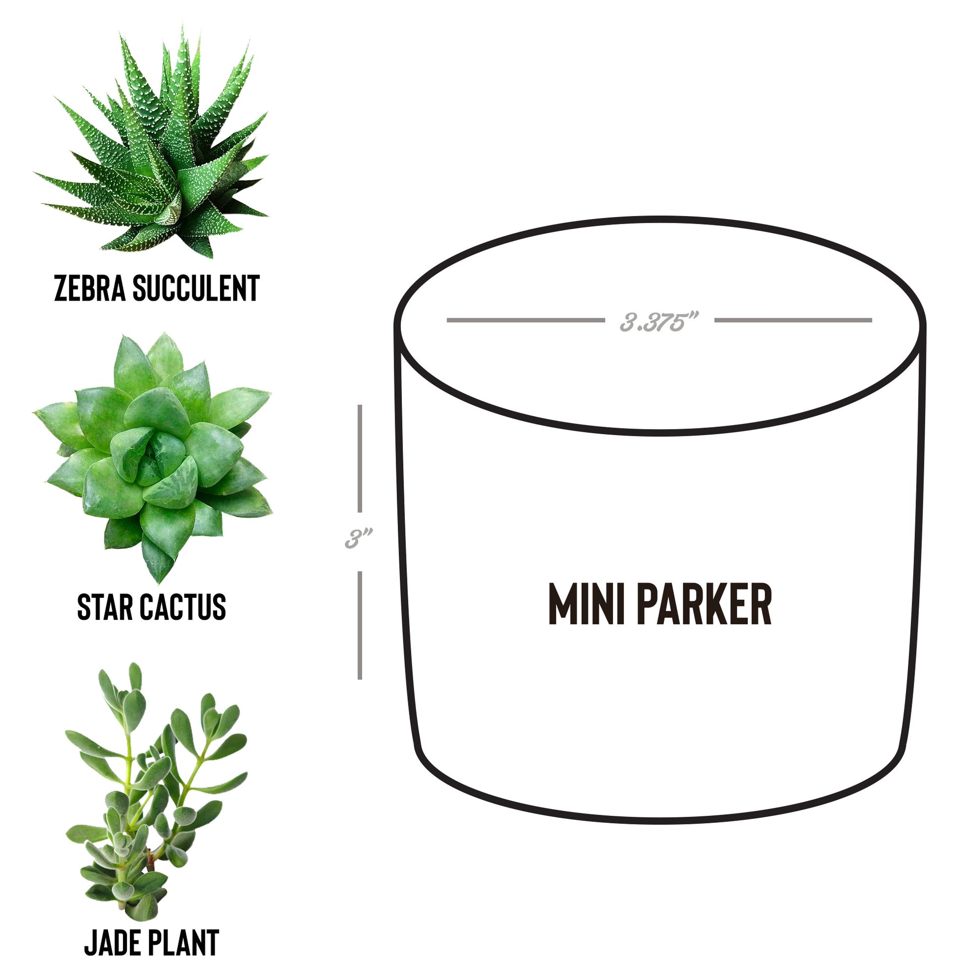 Van Nuys Airport Runways 16L - 16R desk plant